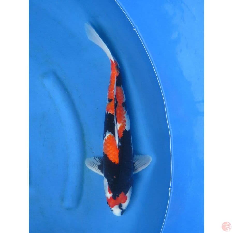 Showa Jumbo F1 - 47cm