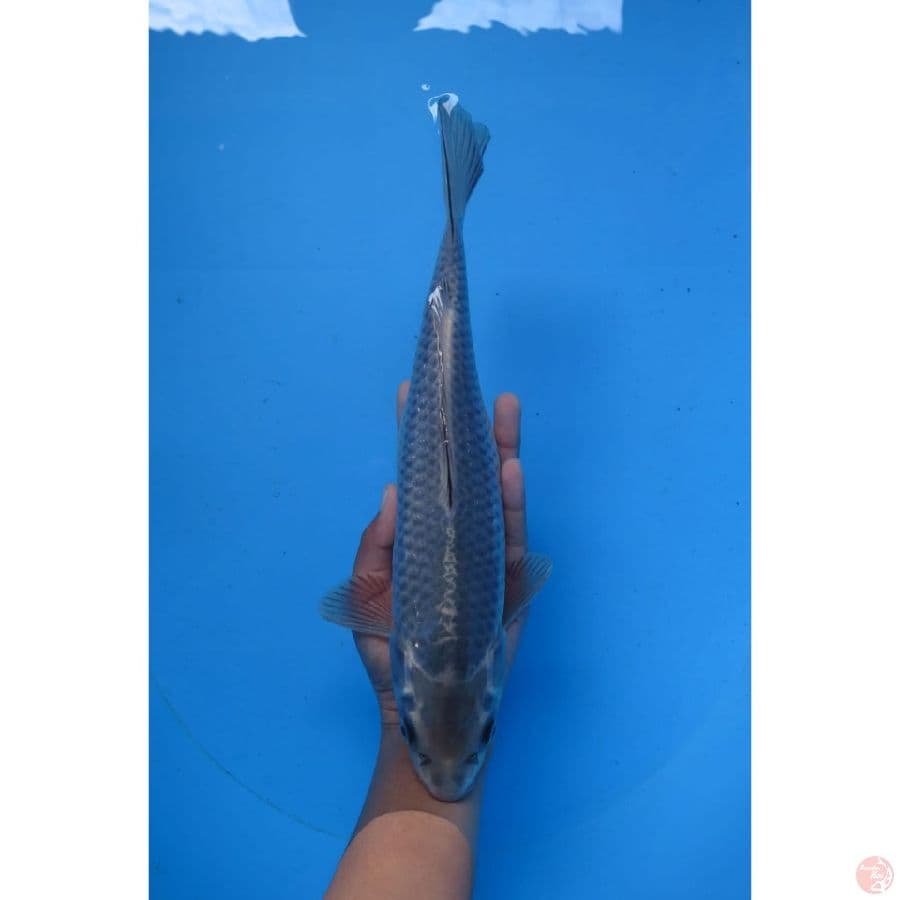 Unique Chagoi - 30cm
