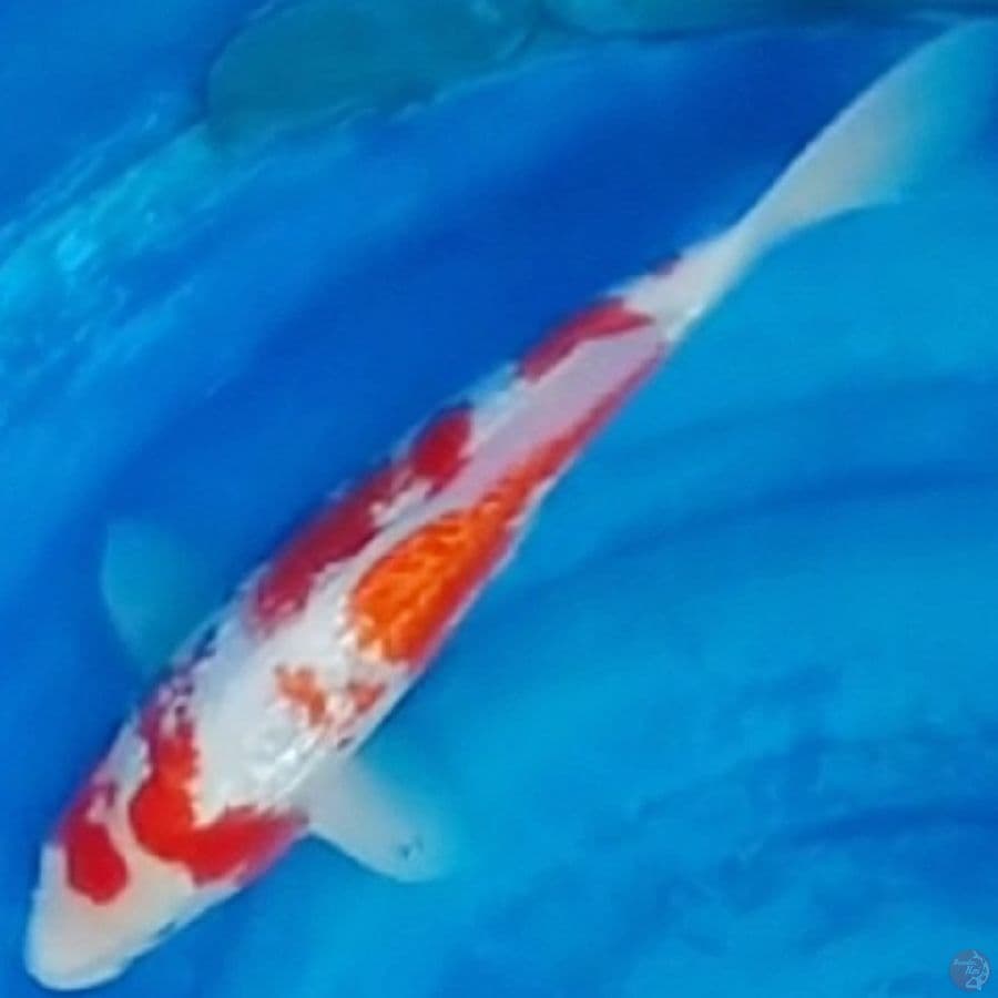 kohaku ginrin