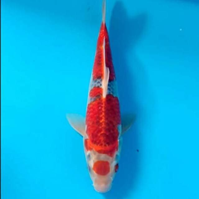 Maruten red goshiki 30cm HQ