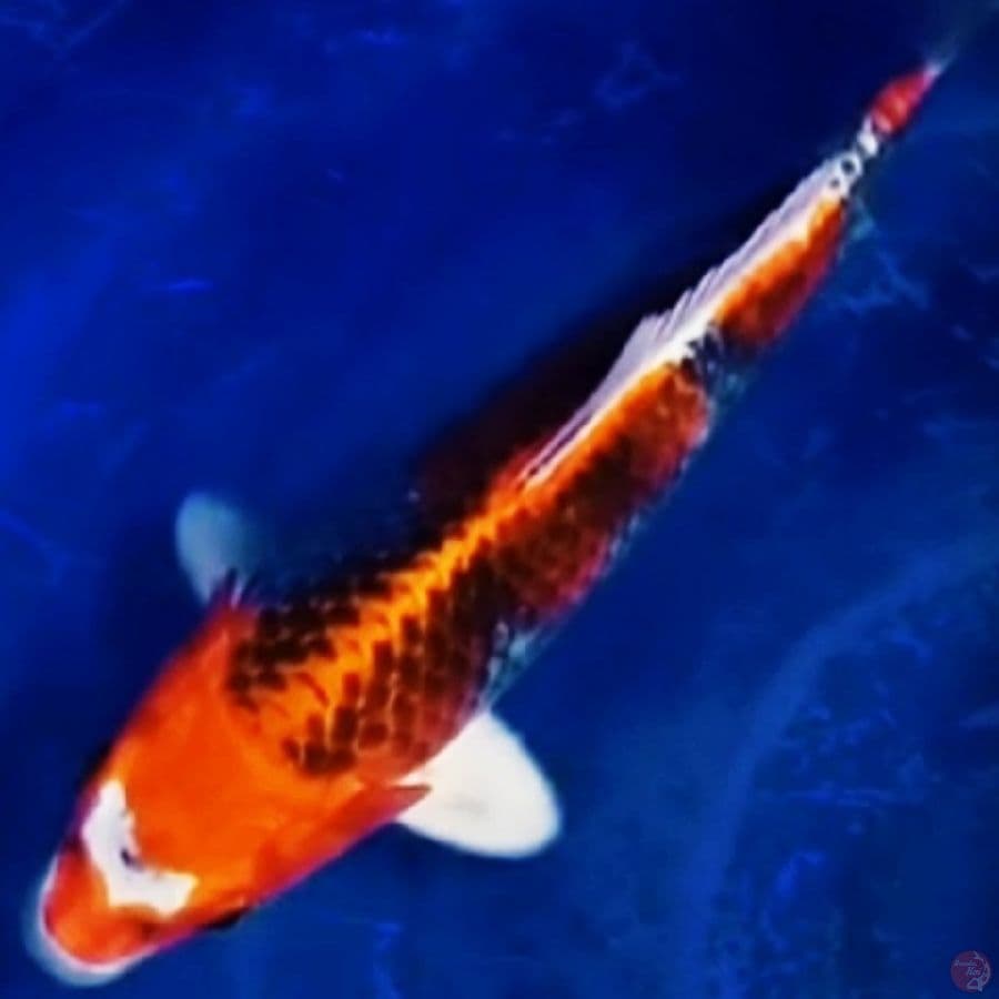 kujaku