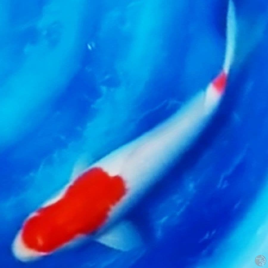 kohaku ginrin