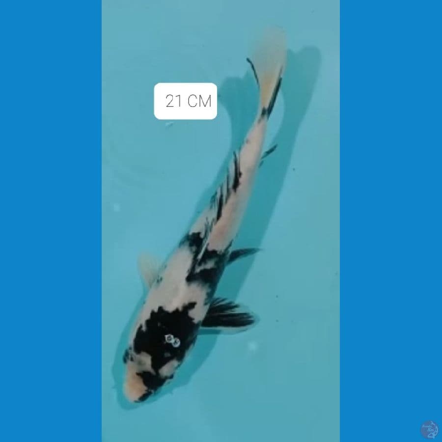 Shiro 21 CM