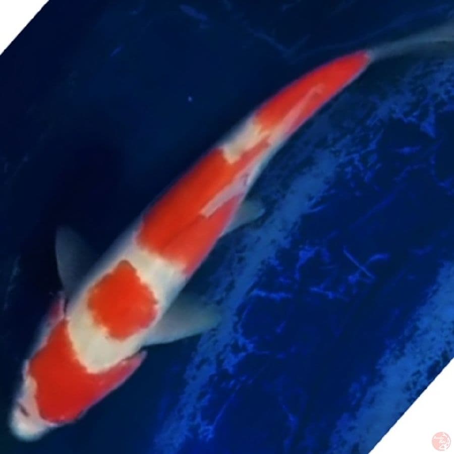 kohaku 4step