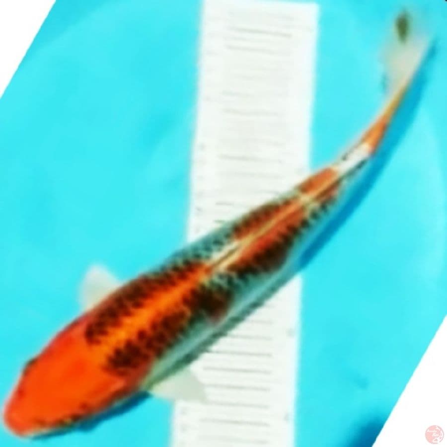 kujaku