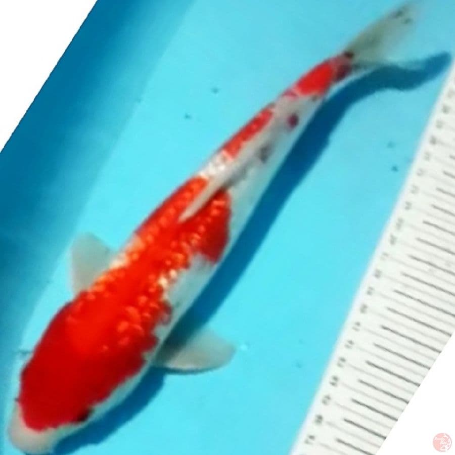kohaku full ginrin