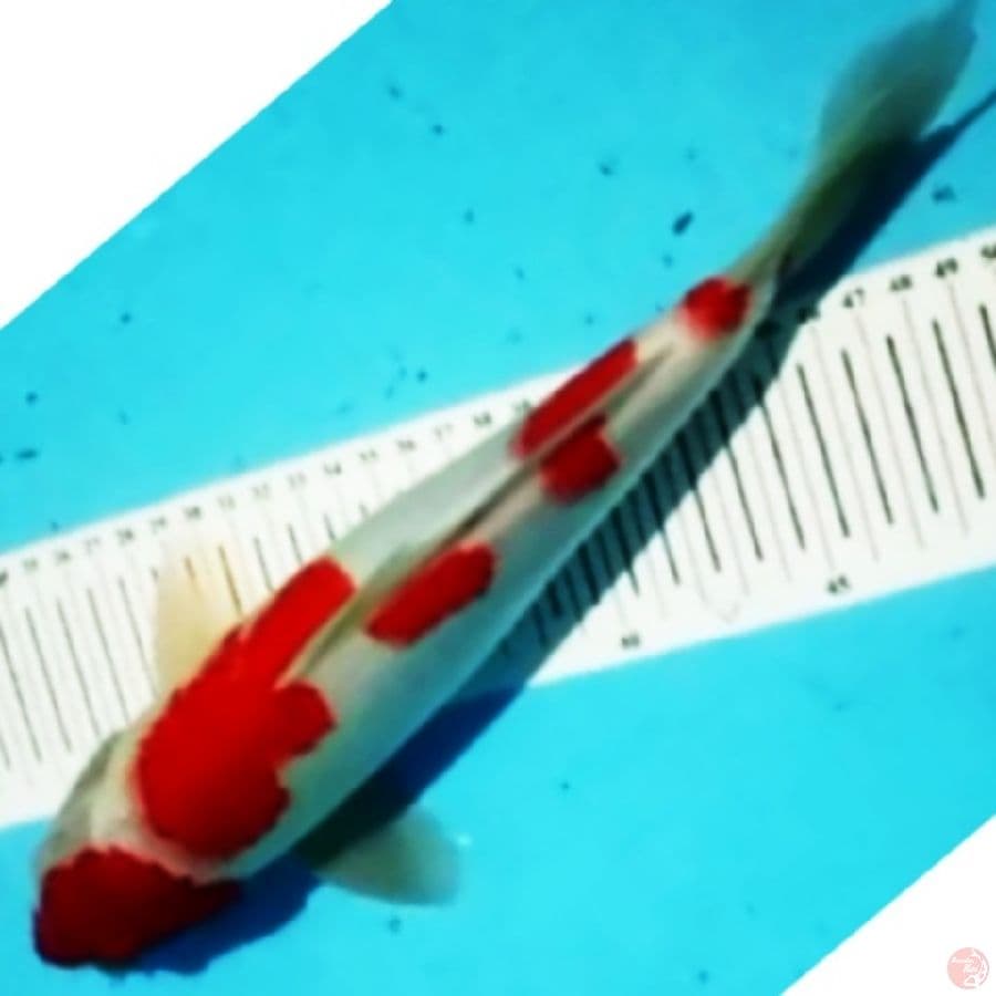 kohaku
