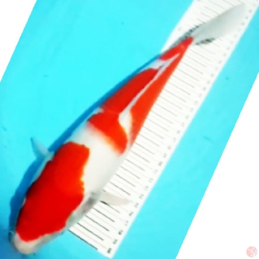 kohaku