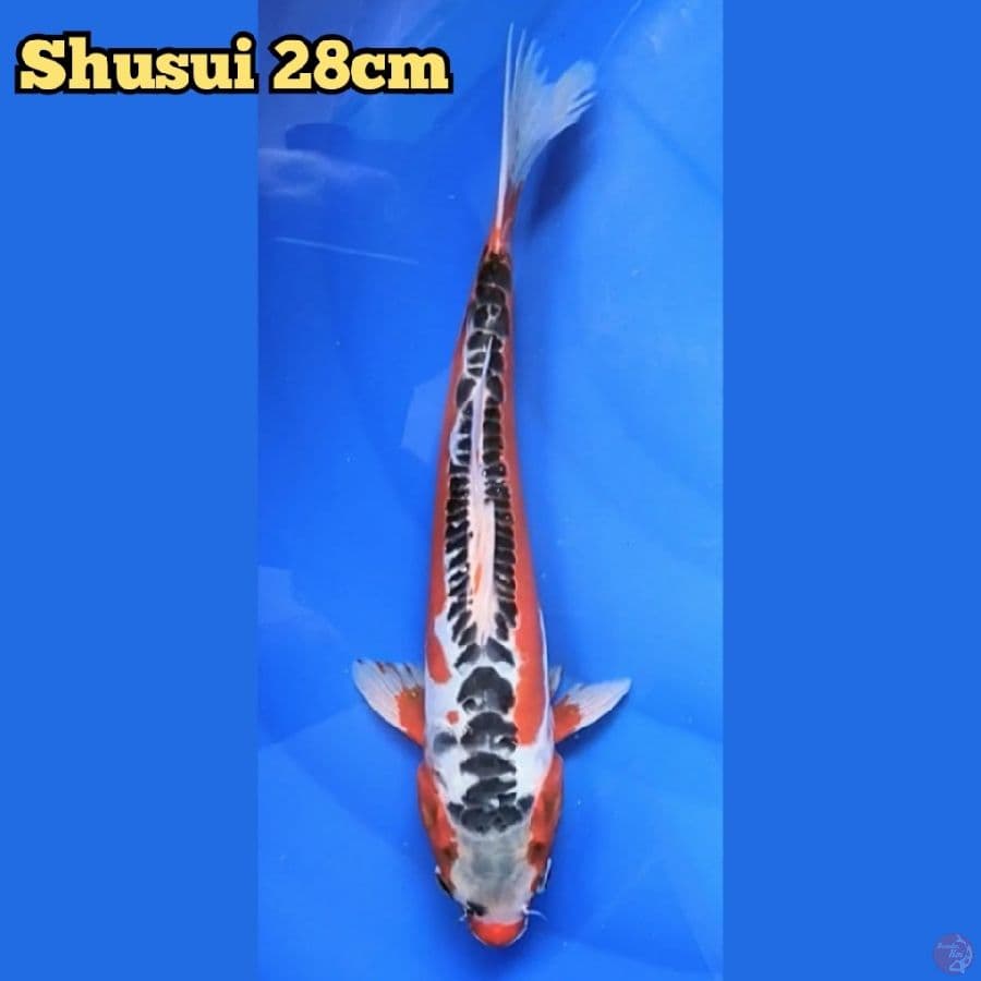 Shusui 28 cm