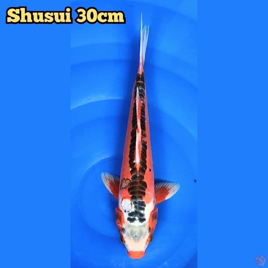 Shusui 30 cm