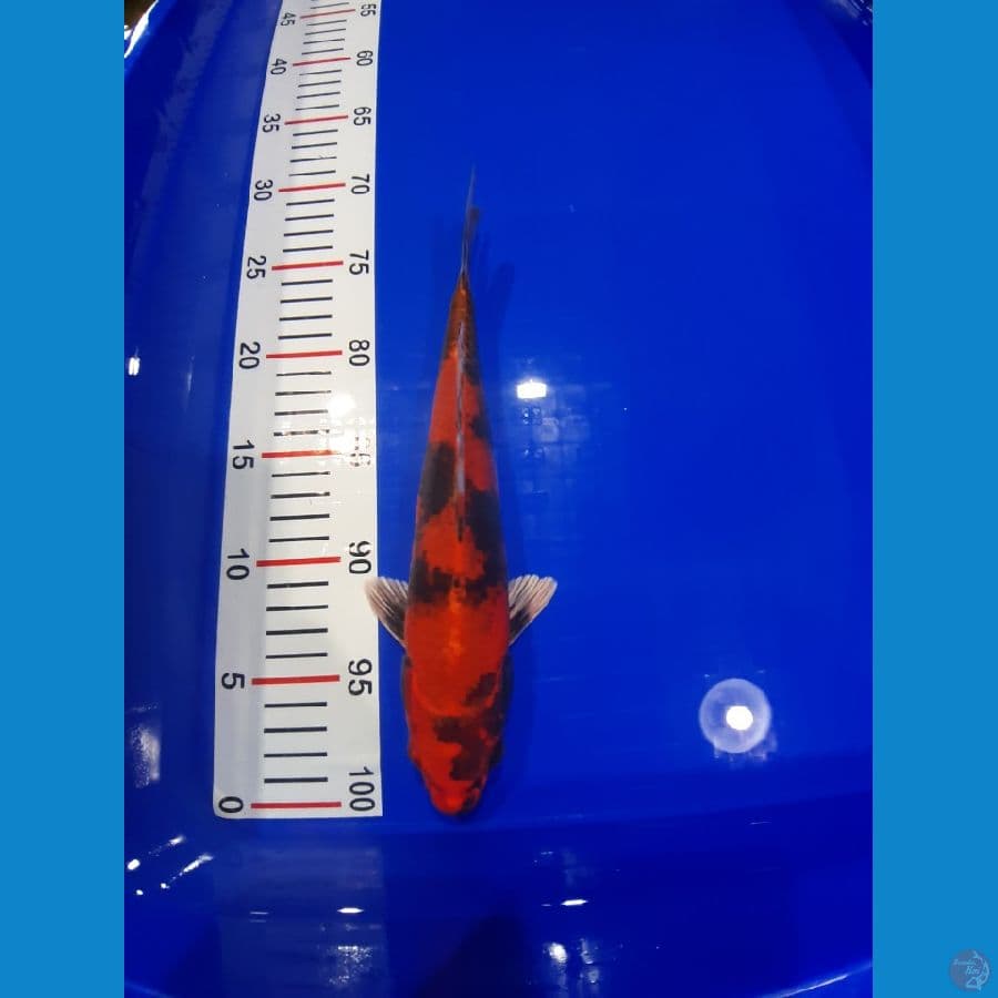 KIN SHOWA 26 CM
