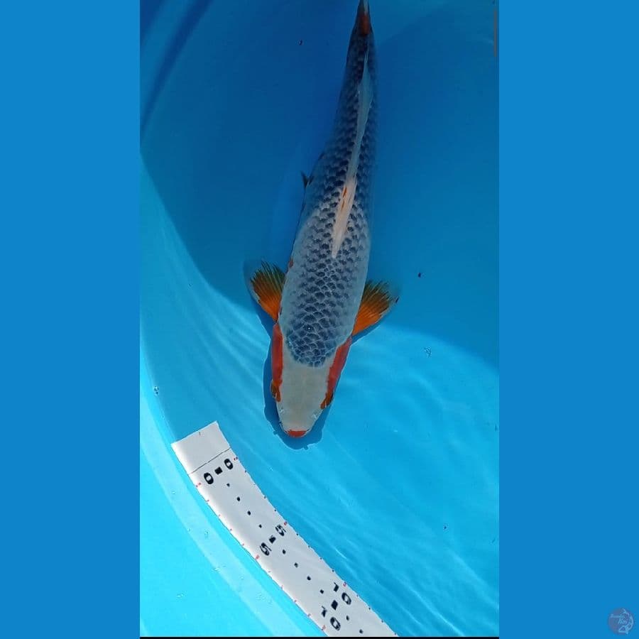 Asagi jantan 36 cm, bodi kurang simetris