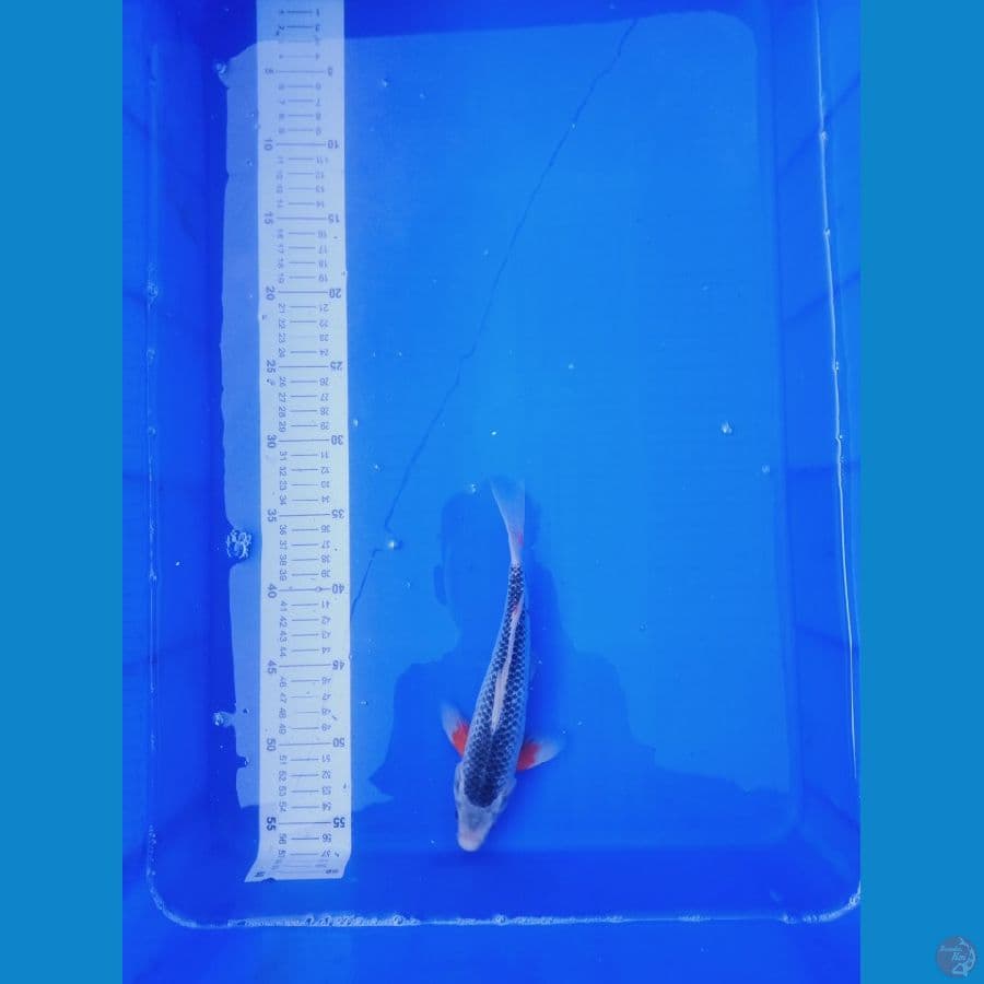 Asagi 23 cm