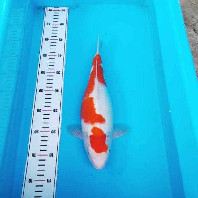 Maruten kohaku