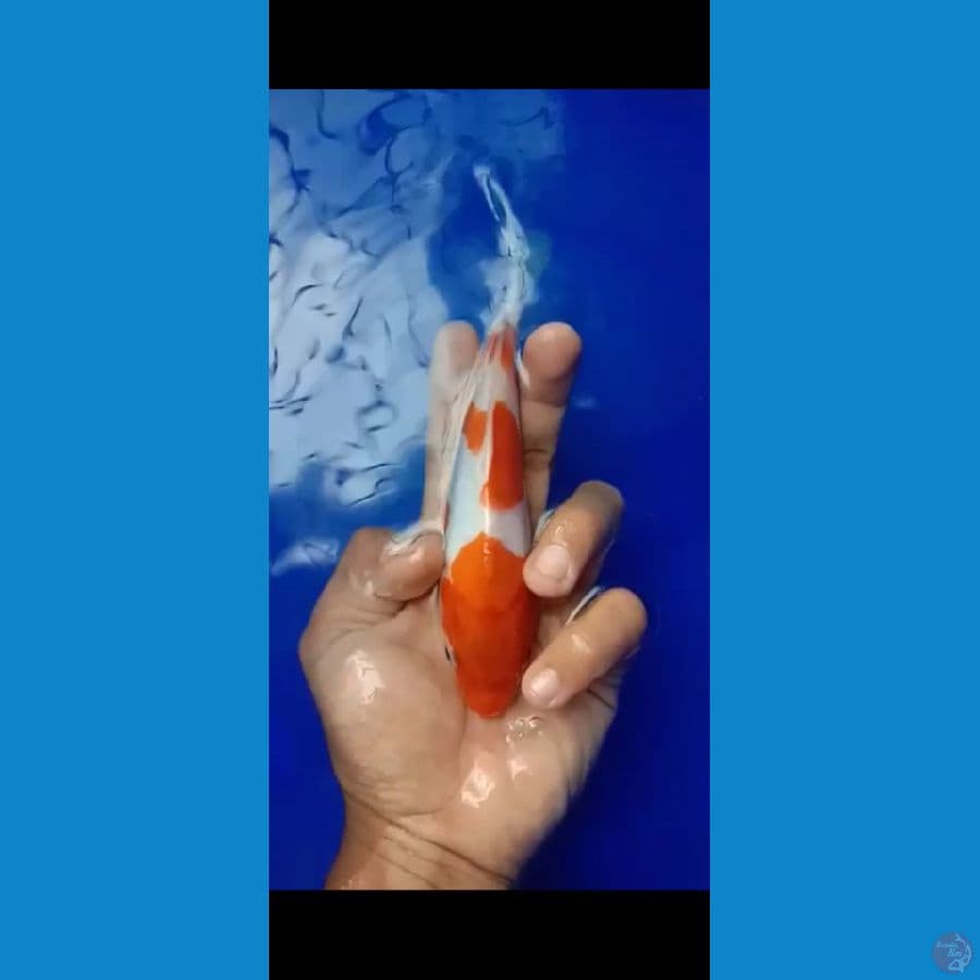 kohaku 3 step