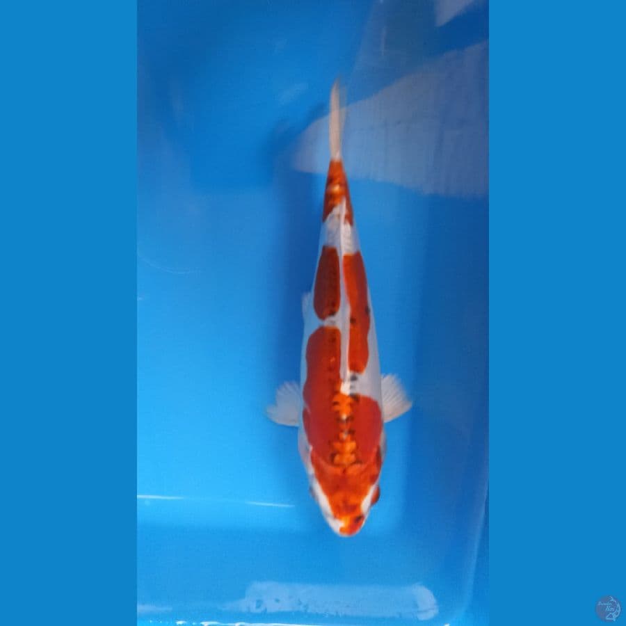 red kiko inazuma