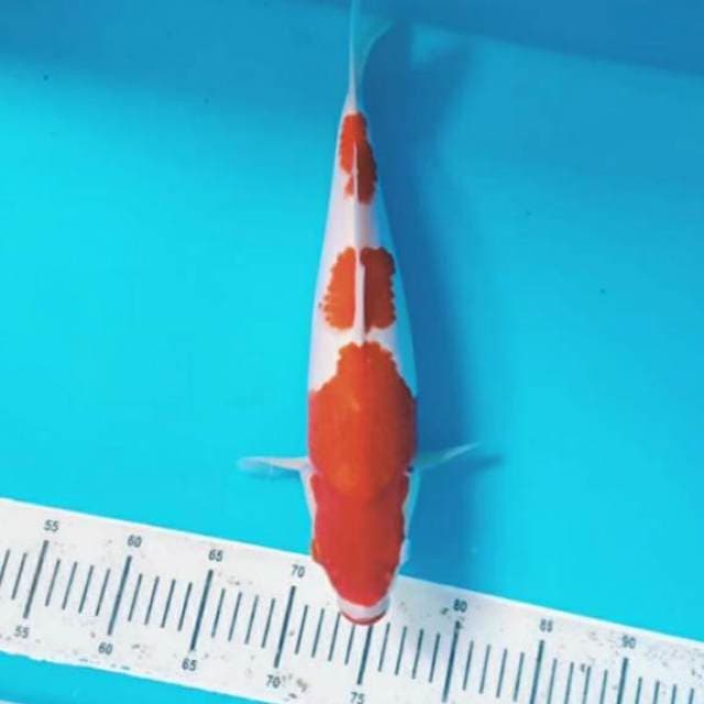 Kohaku 41cm 3 step kucibeni HQ