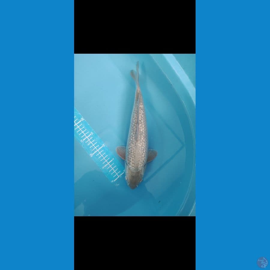 #1 F1 35cm SORAGOI BODY BADAK