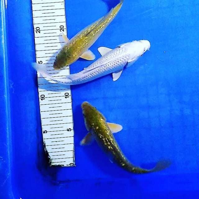 Trio penjinak kolam