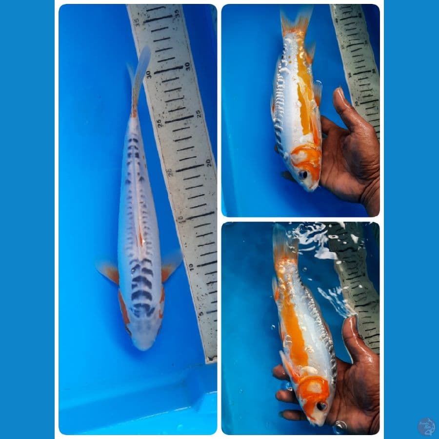 shusui 28cm