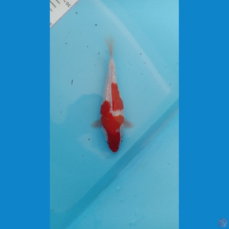 kohaku ginrin short body