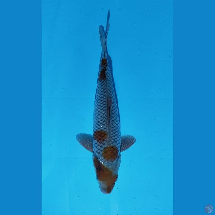 OCHIBA 31 CM (MALE)