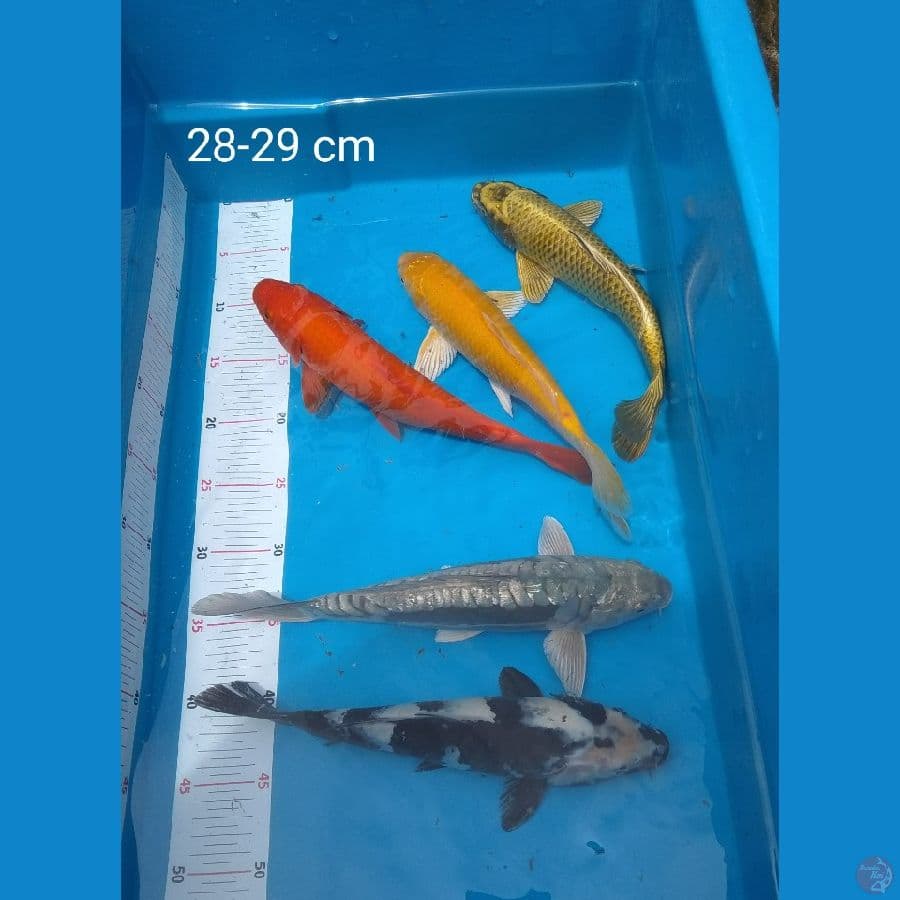 mixkoi