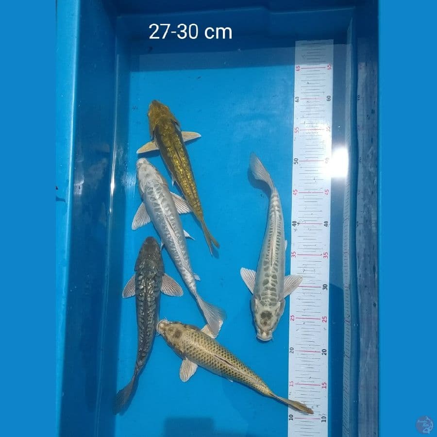 mixkoi