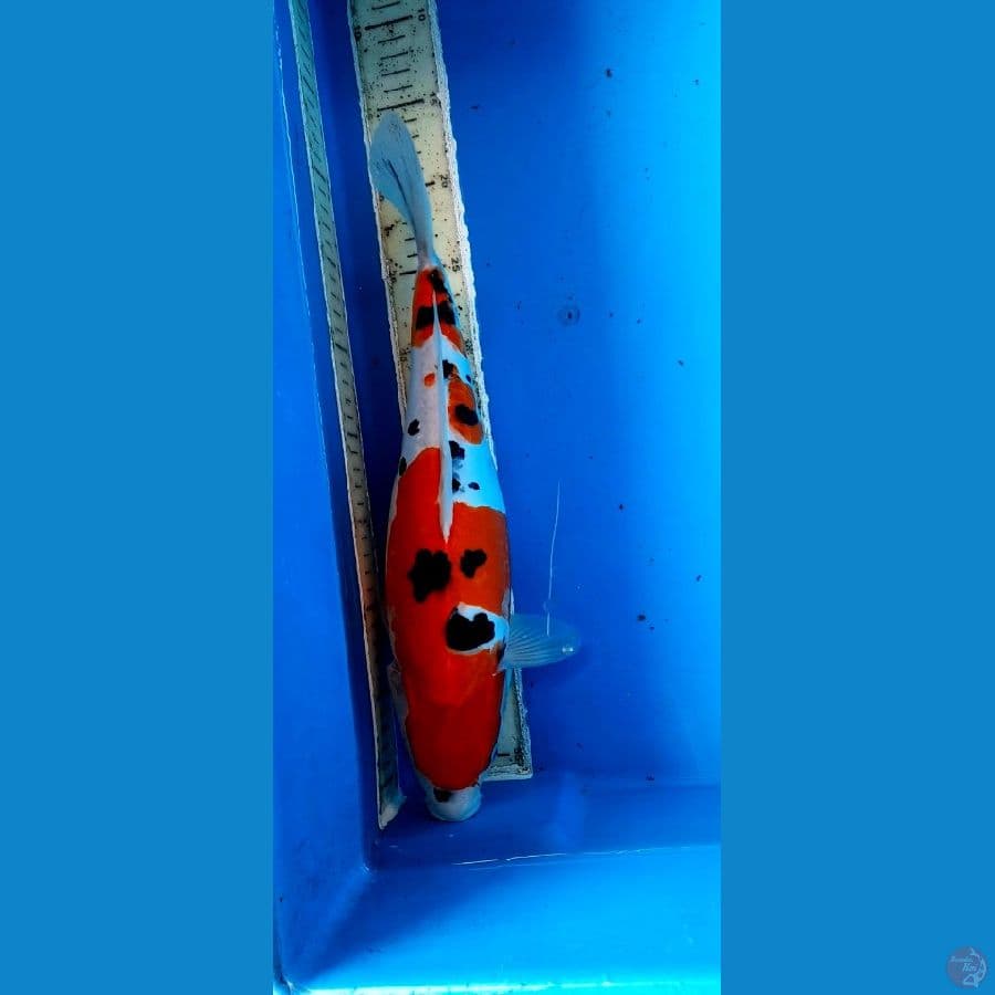 Sanke DOITSU 35CM