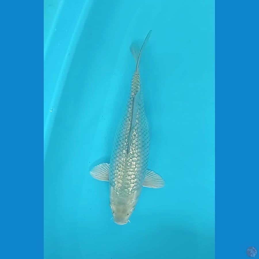 Soragoi Ginrin Bulky Punuk - 35Cm