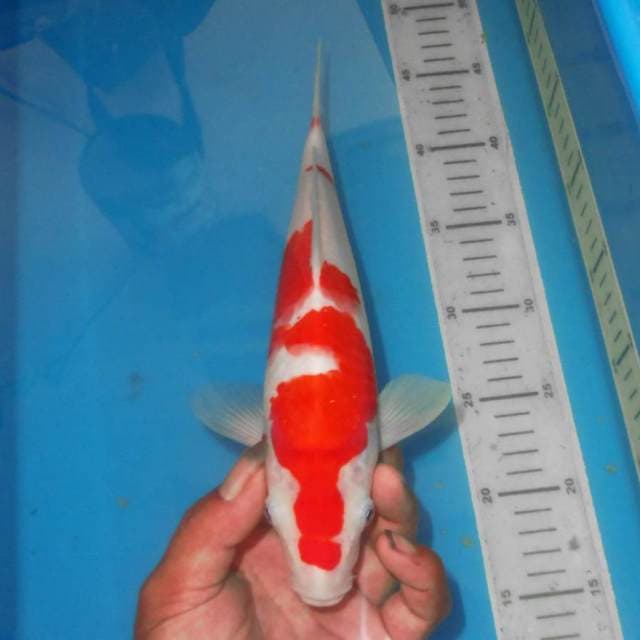KOHAKU POLA ANTIK $