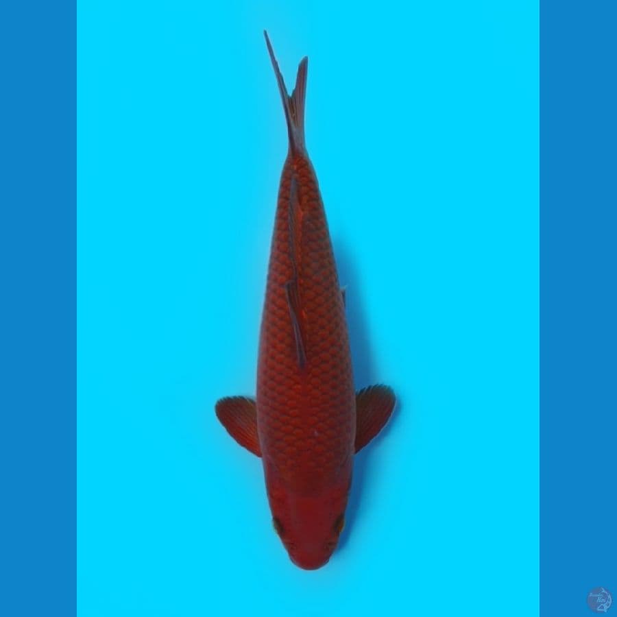 Chagoi Tembaga 32cm