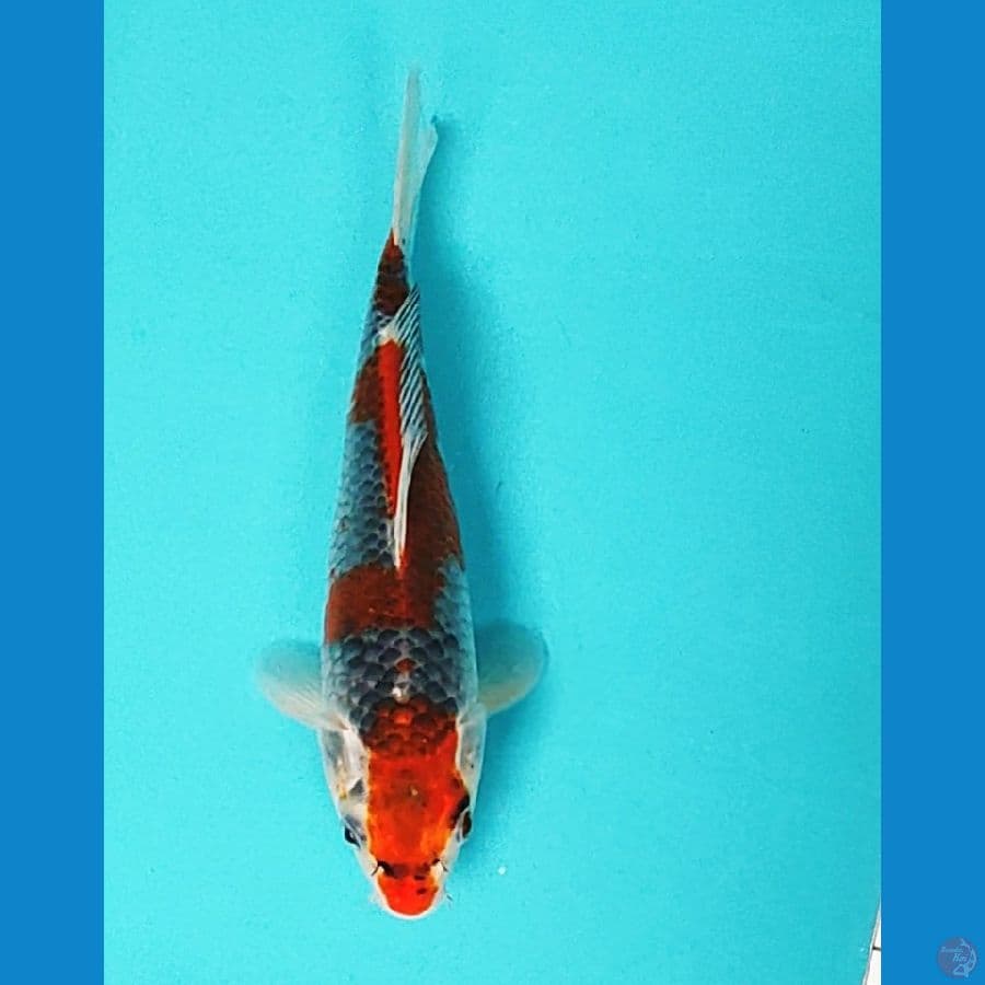 goshiki strong 21cm male
