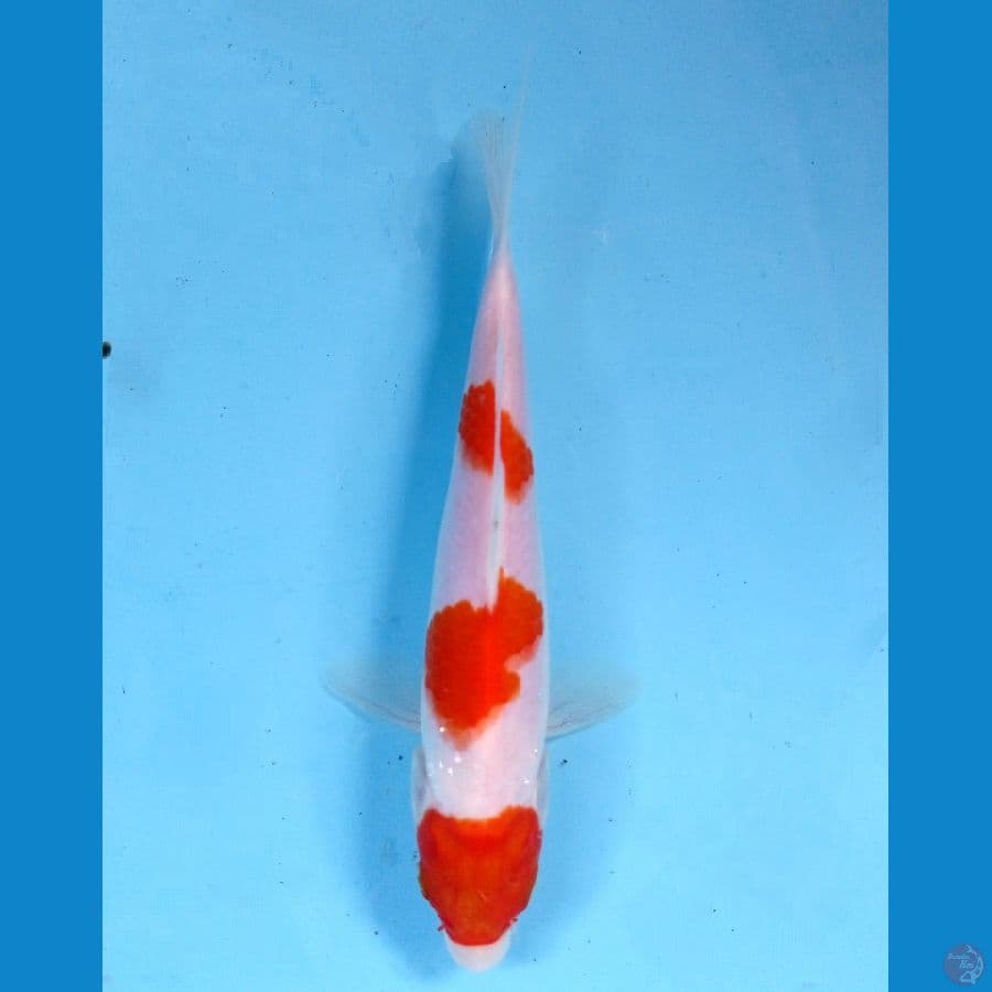 kohaku 16 cm