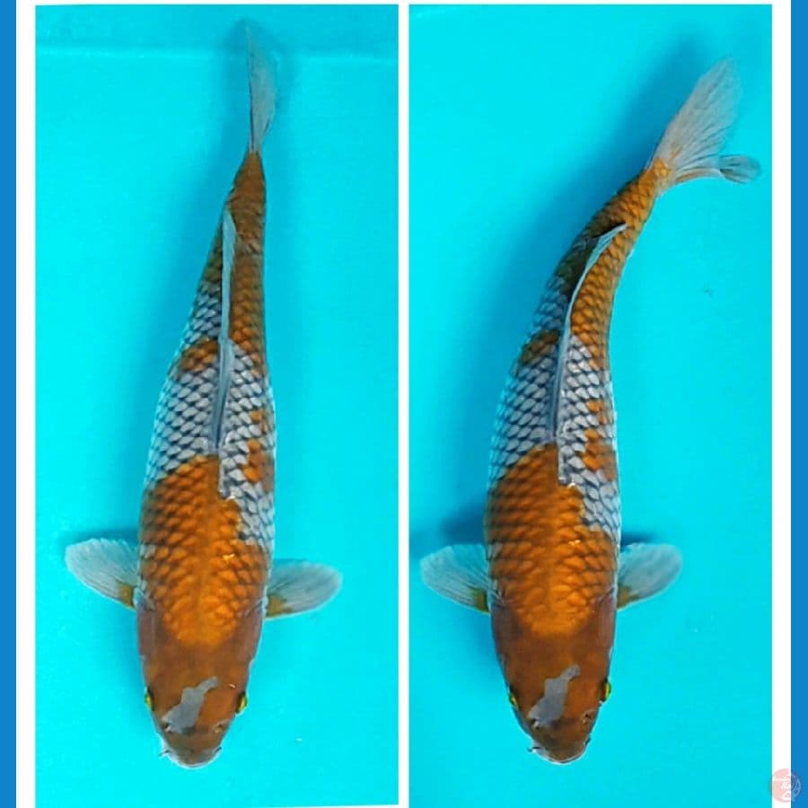 ochiba shigure 34cm fm