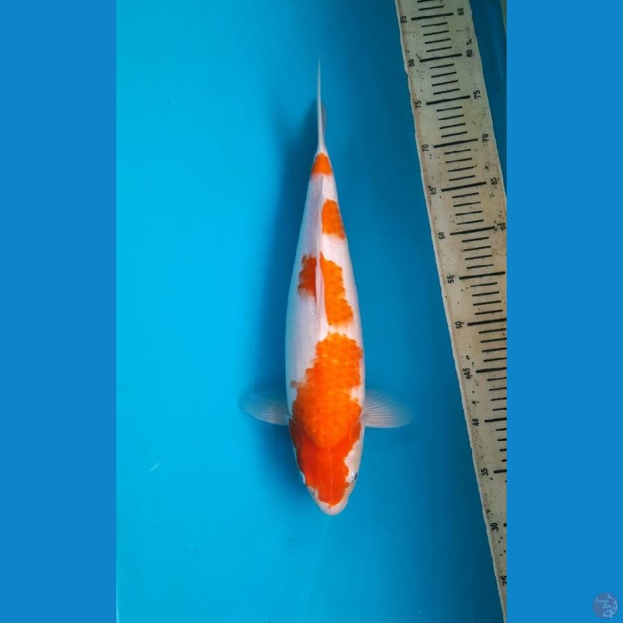 Kohaku female 44cm