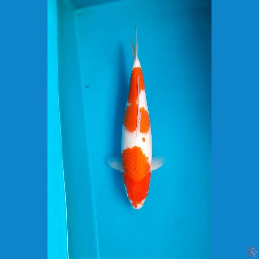 Kohaku female 41cm