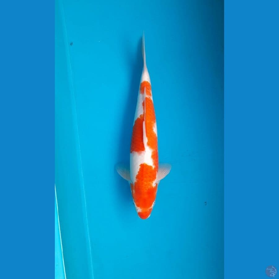 Kohaku male 39cm