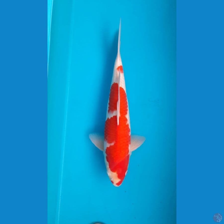 Red strong Kohaku Male 40cm