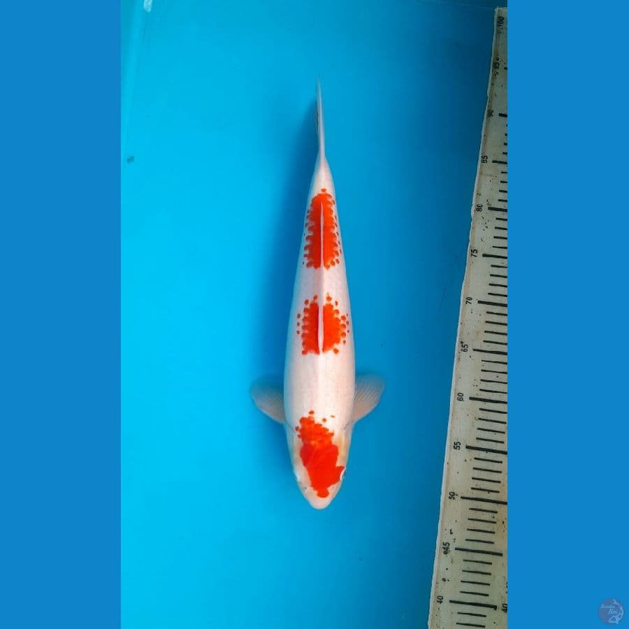 Adidas Kohaku 40cm Male