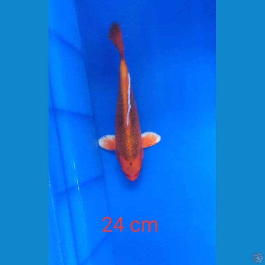 matsuba 24 cm