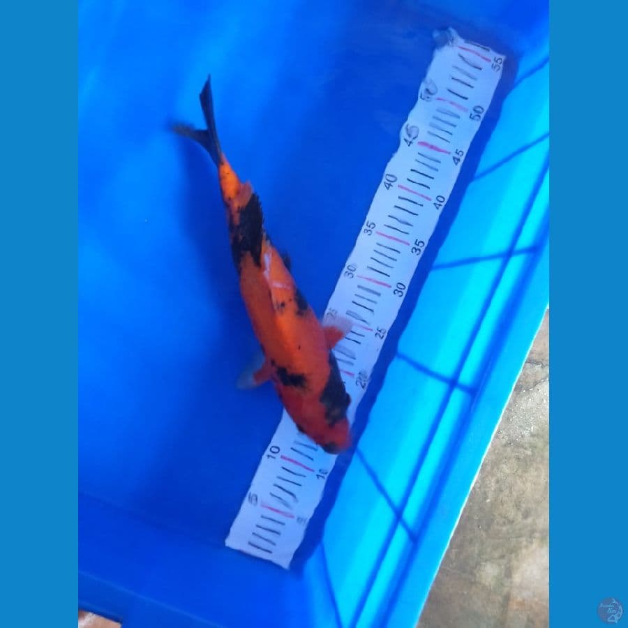 hi utsuri 35 cm