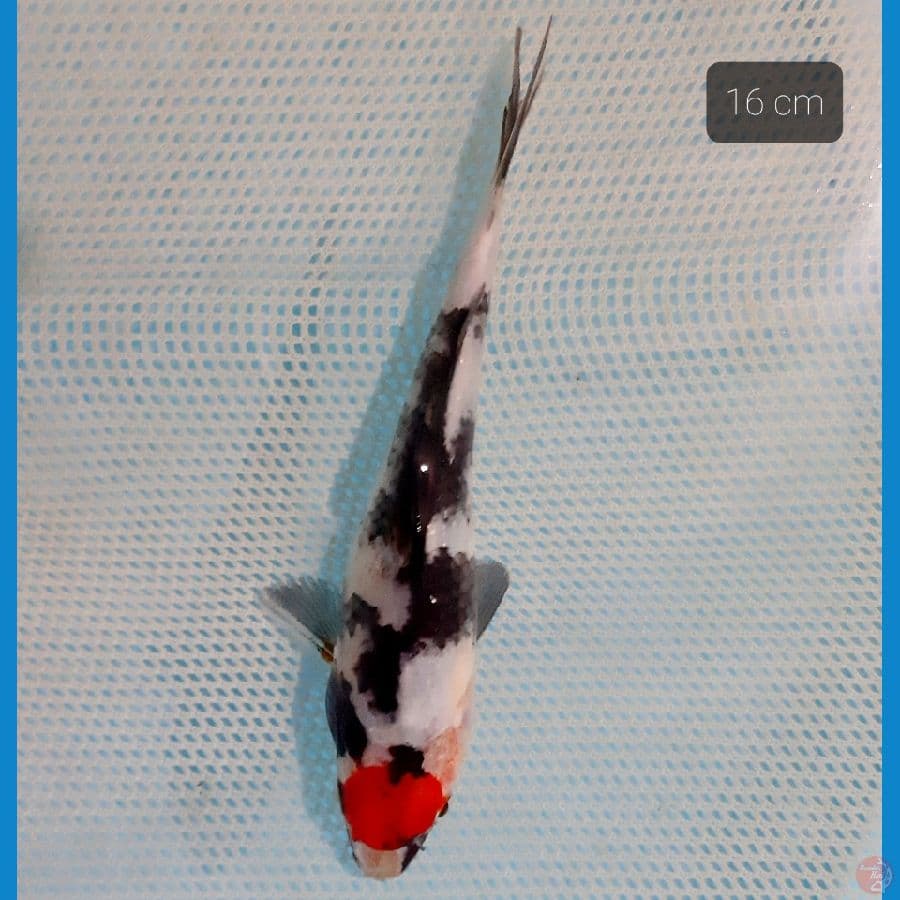 tancho showa 16 cm