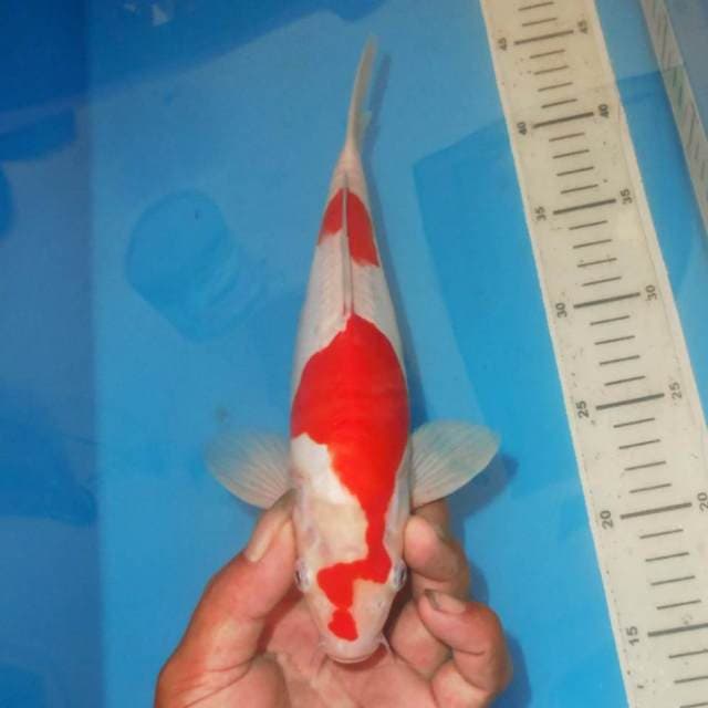 KOHAKU LIGHTNING FLASH