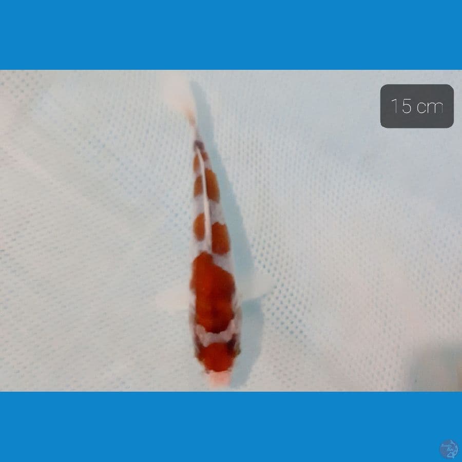 maruten goromo 15 cm