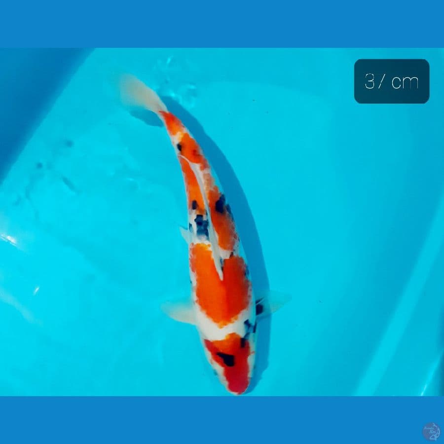 f1 showa 37 cm