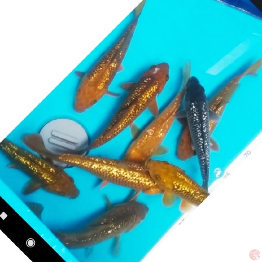 paket kelap kelip , 10ekr