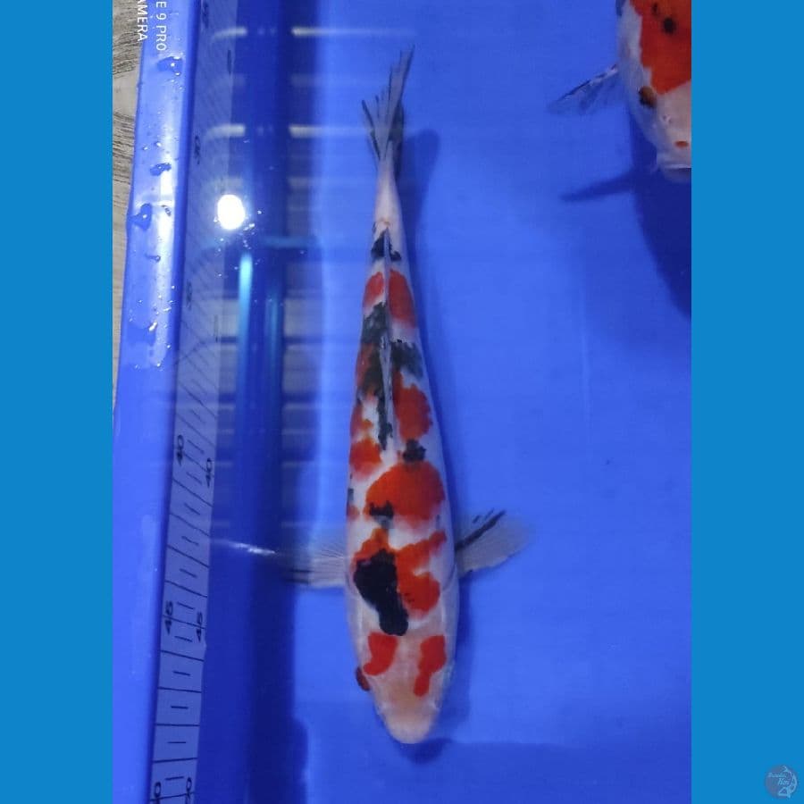 sanke 25 cm