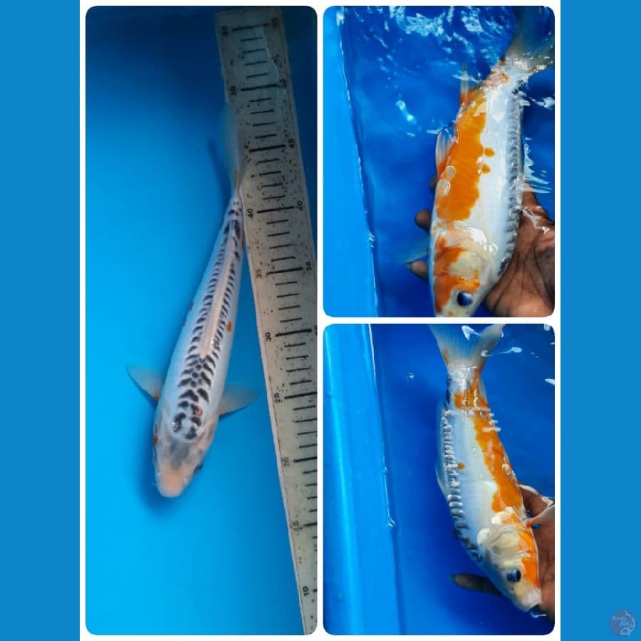 shusui 30cm