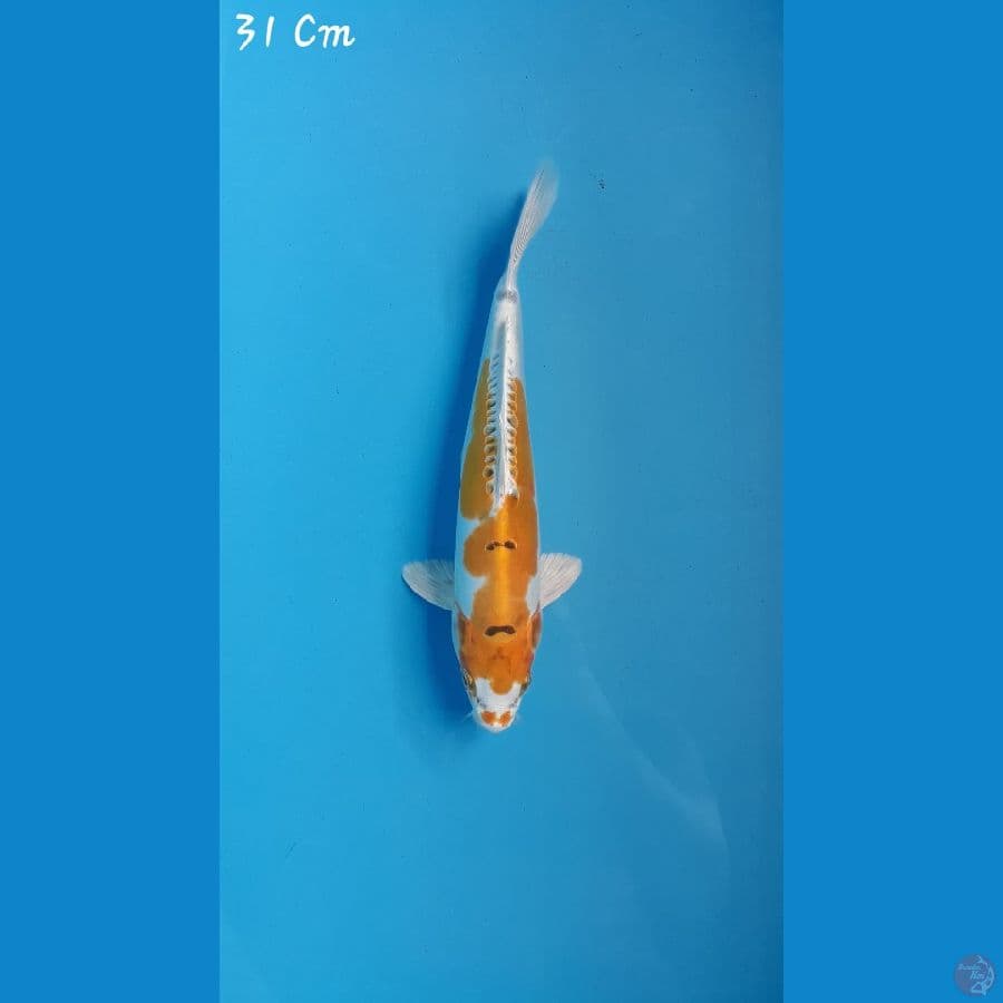 Hariwake Doitsu Cantik